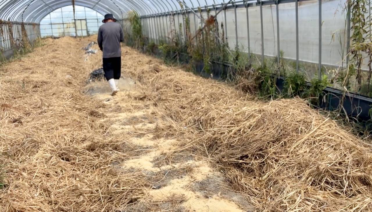 野菜を収穫し終えたビニールハウス